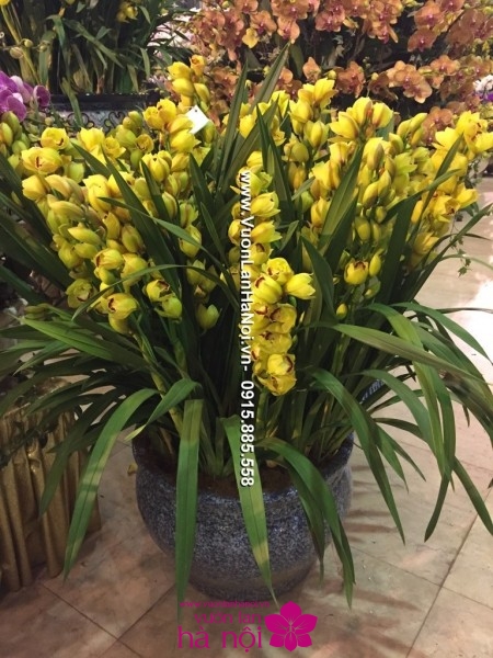 Chậu hoa địa lan màu vàng mít 29 cành