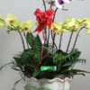 hoa lan bán tết 2017