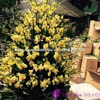 hoa lan hồ điệp màu vàng