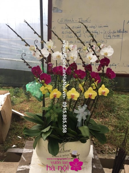 Hoa phong lan hồ điệp rừng