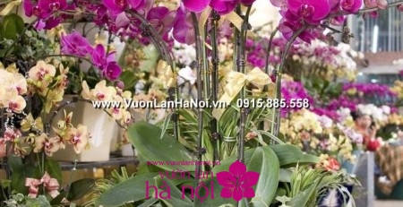 Hoa phong lan hồ điệp rừng