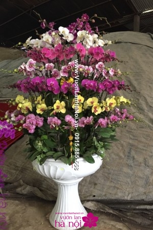 hoa lan tết giá rẻ (2)