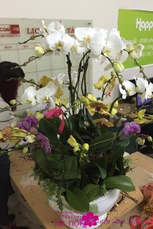 hoa phong lan hồ điệp (3)