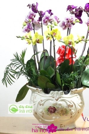 lan hồ điệp phalaenopsis (7)