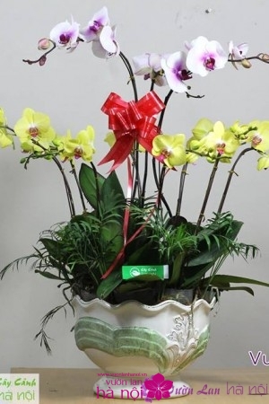 lan hồ điệp phalaenopsis