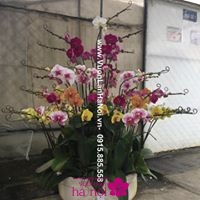 giá bán hoa lan hồ điệp tết 20172
