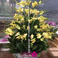 giá bán hoa lan hồ điệp tết 20174