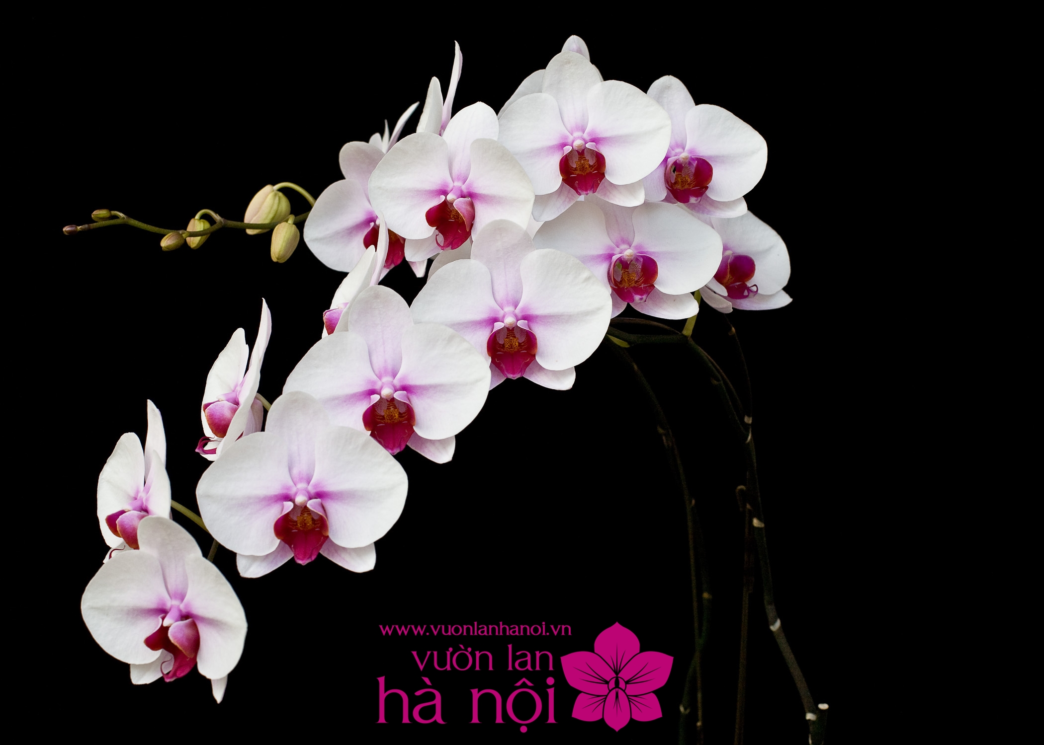 Hình Ảnh Và Ý Hoa Lan Hồ Điệp Đỏ  Hoa Lan Toda Orchids