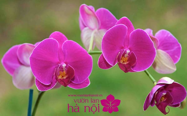 hình nền hoa lan hồ điệp 6  Vườn Lan Hà Nội