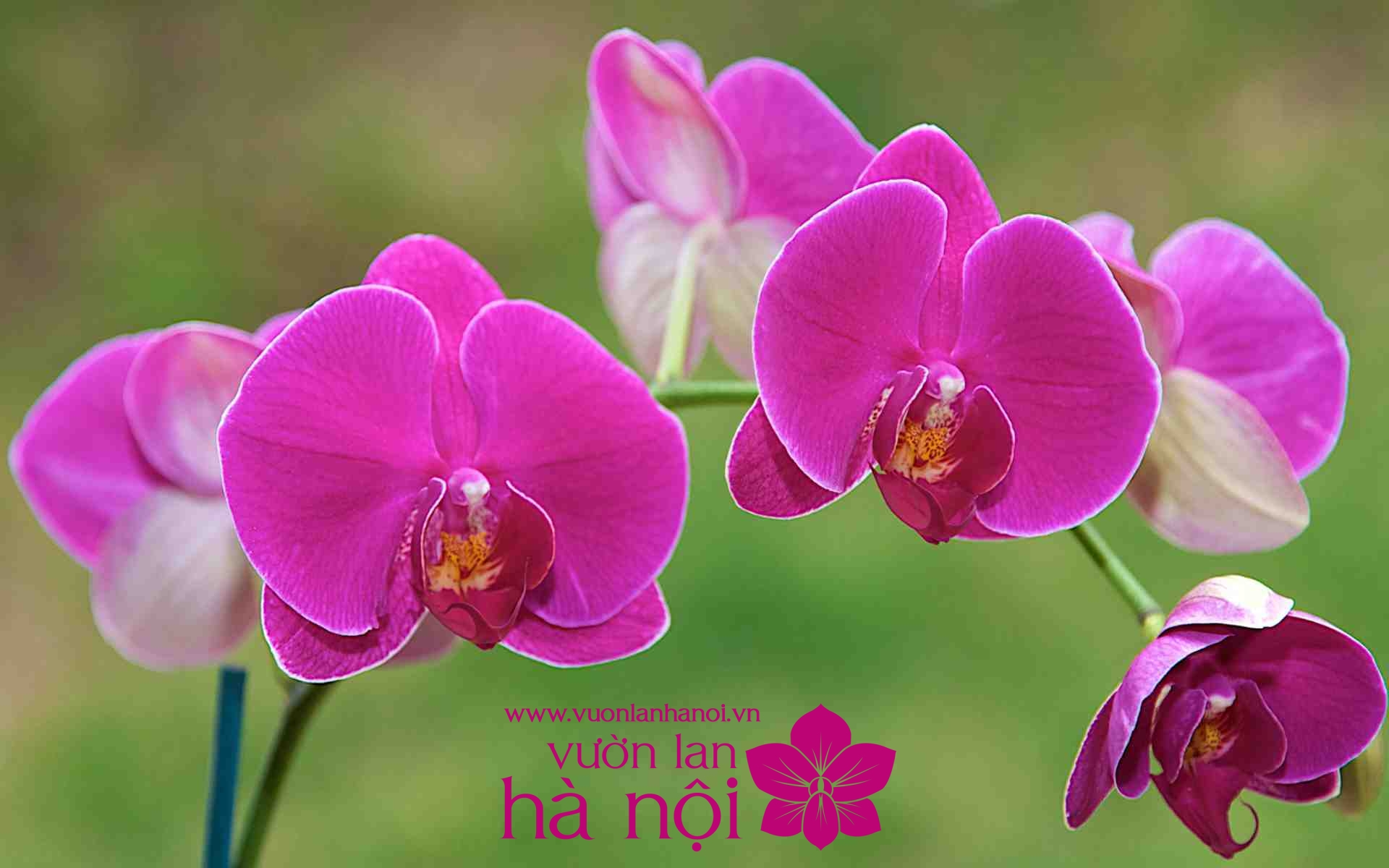 hình nền hoa lan hồ điệp 2 – Vườn Lan Hà Nội