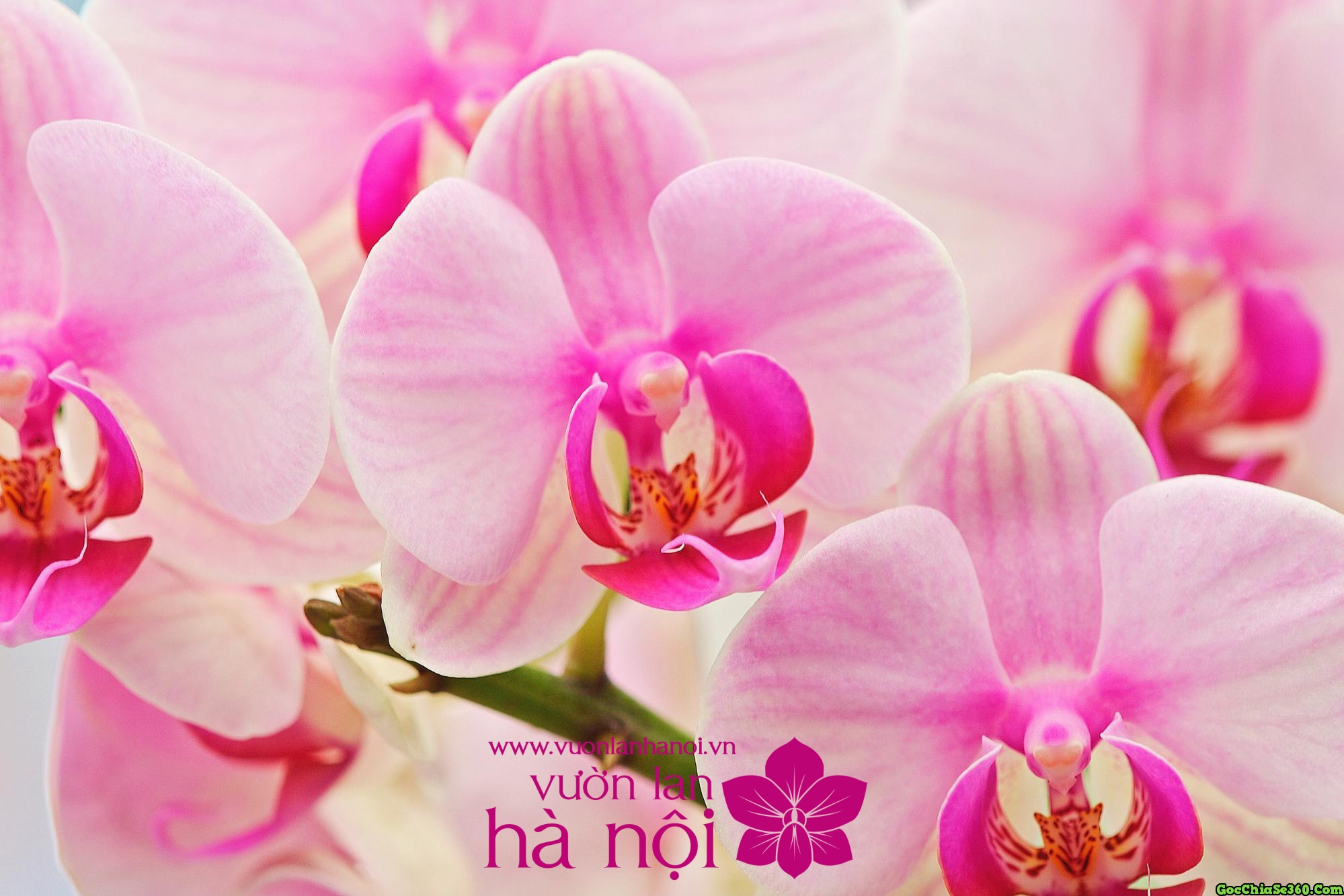 Hình nền hoa lan đẹp cực chất cho máy tính, điện thoại-7 | Orquídeas  azules, Flores bonitas, Orquidea phalaenopsis