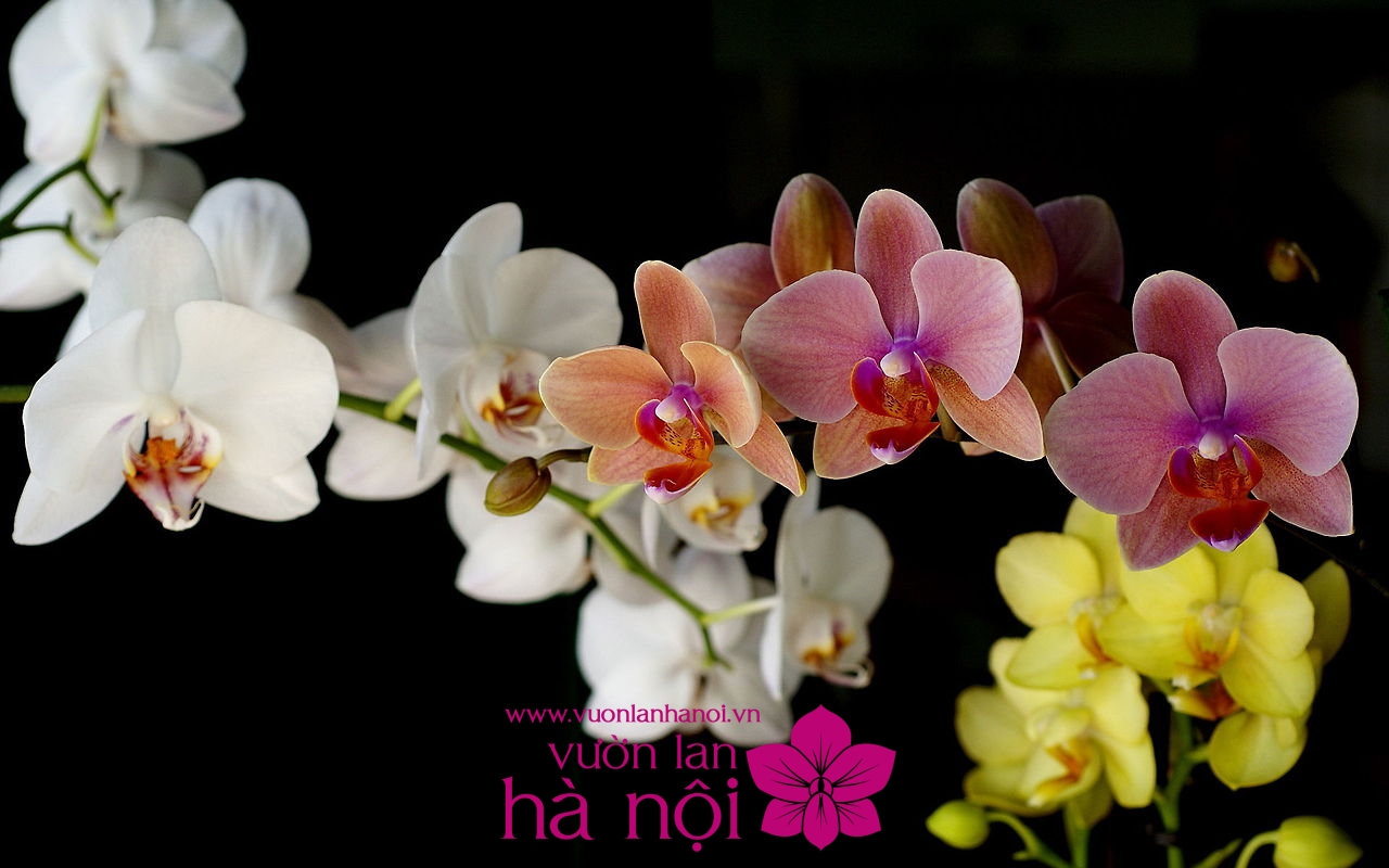hình nền hoa lan hồ điệp – Vườn Lan Hà Nội